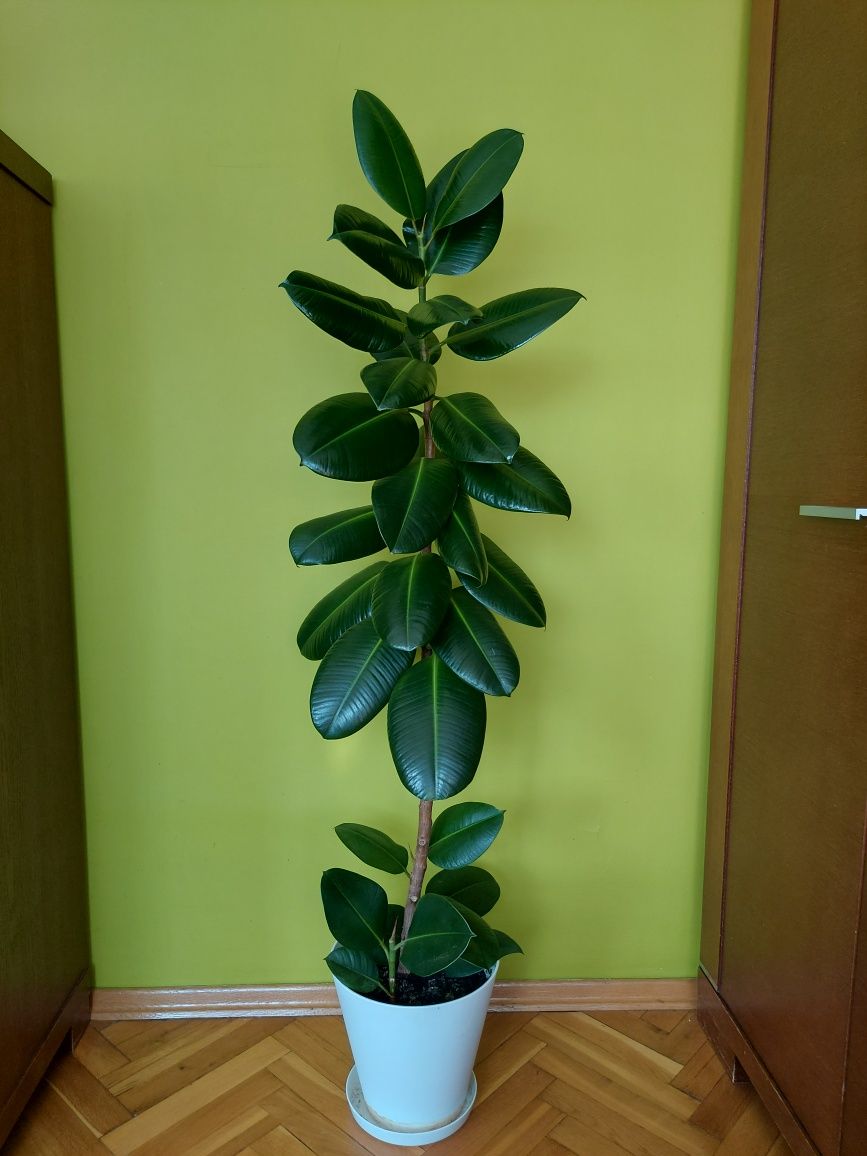 Wysoki fikus sprężysty 130cm