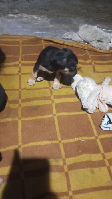 Цуценята амстаф шукають сімю