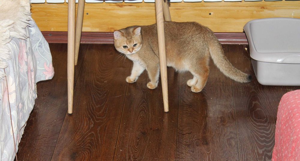 Золота шотландська шиншилла