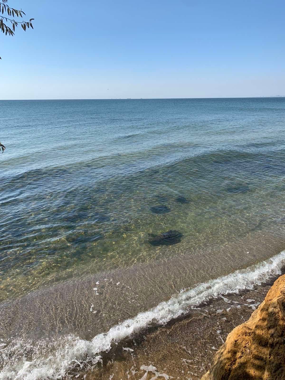 Сдаётся дача на берегу моря со своим пляжем
