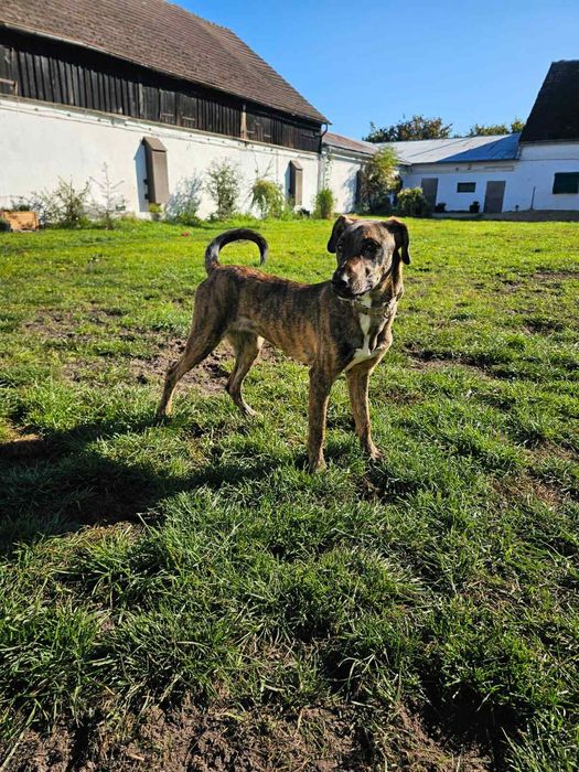 Cudowna ,młodziutka Harper szuka domu.
