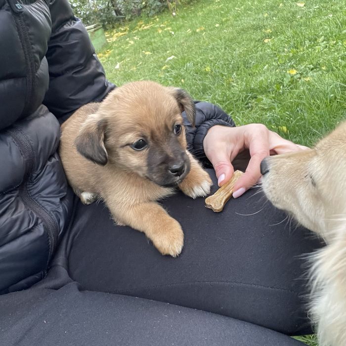 Собачка, дівчинка  ( без породи)