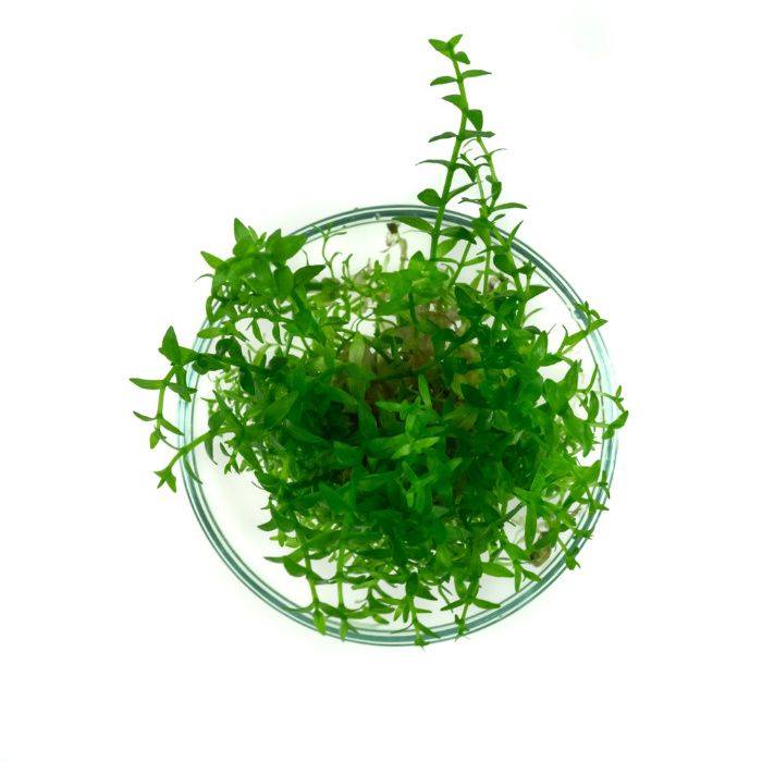 Gratiola viscidula 15 sadzonek in vitro roślina do akwarium