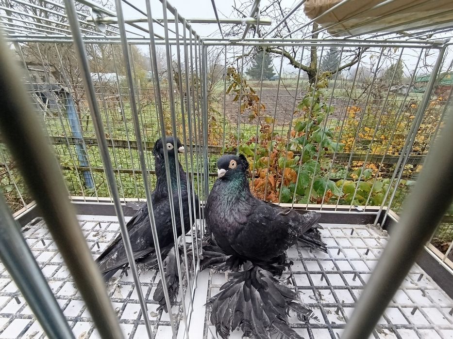 Gołębie wywrotki wschodniopruskie