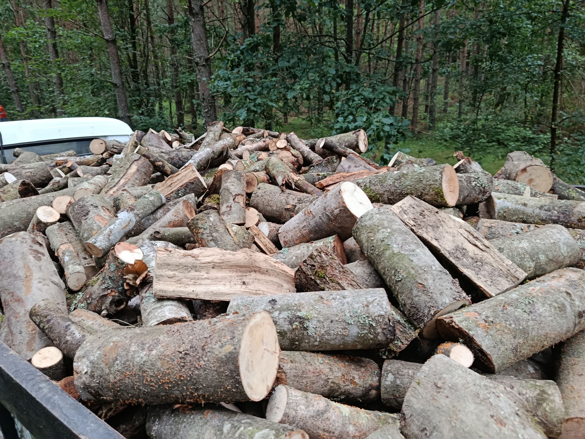 Gałęziówka bukowa Sucha