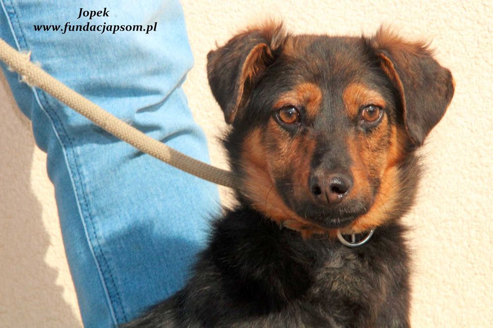 Jopek - spokojny chłopczyk