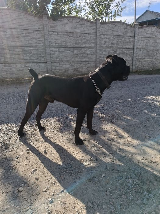 Вязка/ случка собак.