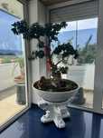 Plantas bonzai ficus