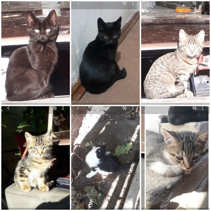 Отдам котят в хорошие руки.