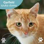Rudy kocurek Garfield do adopcji! Prawdziwy pieszczoch!