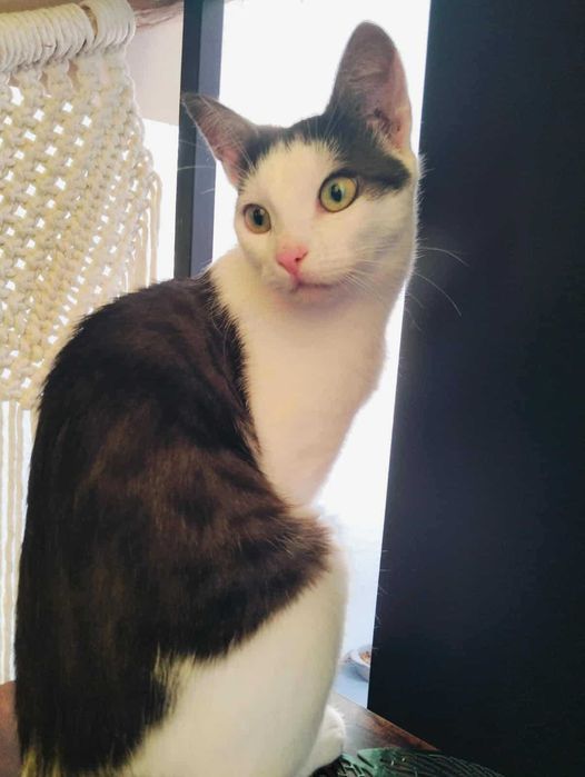 Igga kocie cudo do adopcji