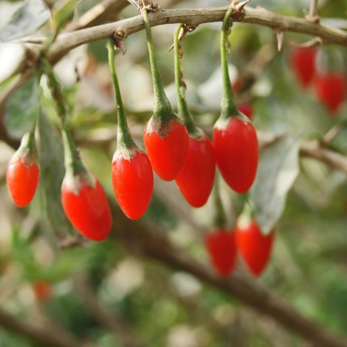 PLANTA DE GOJI superalimento da eterna vida