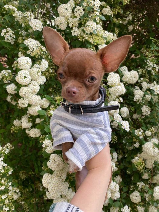 Хлопчик чіхуахуа запрошує на побачення