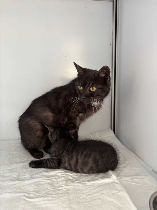 DYMKA kotka kot adopcja schronisko