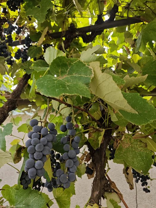 Продам виноград Ізабелла