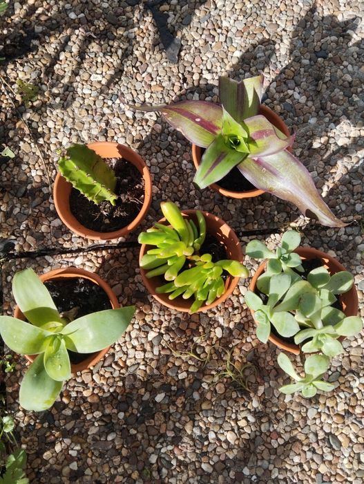 Suculentas  mini e outras plantas para ofertas