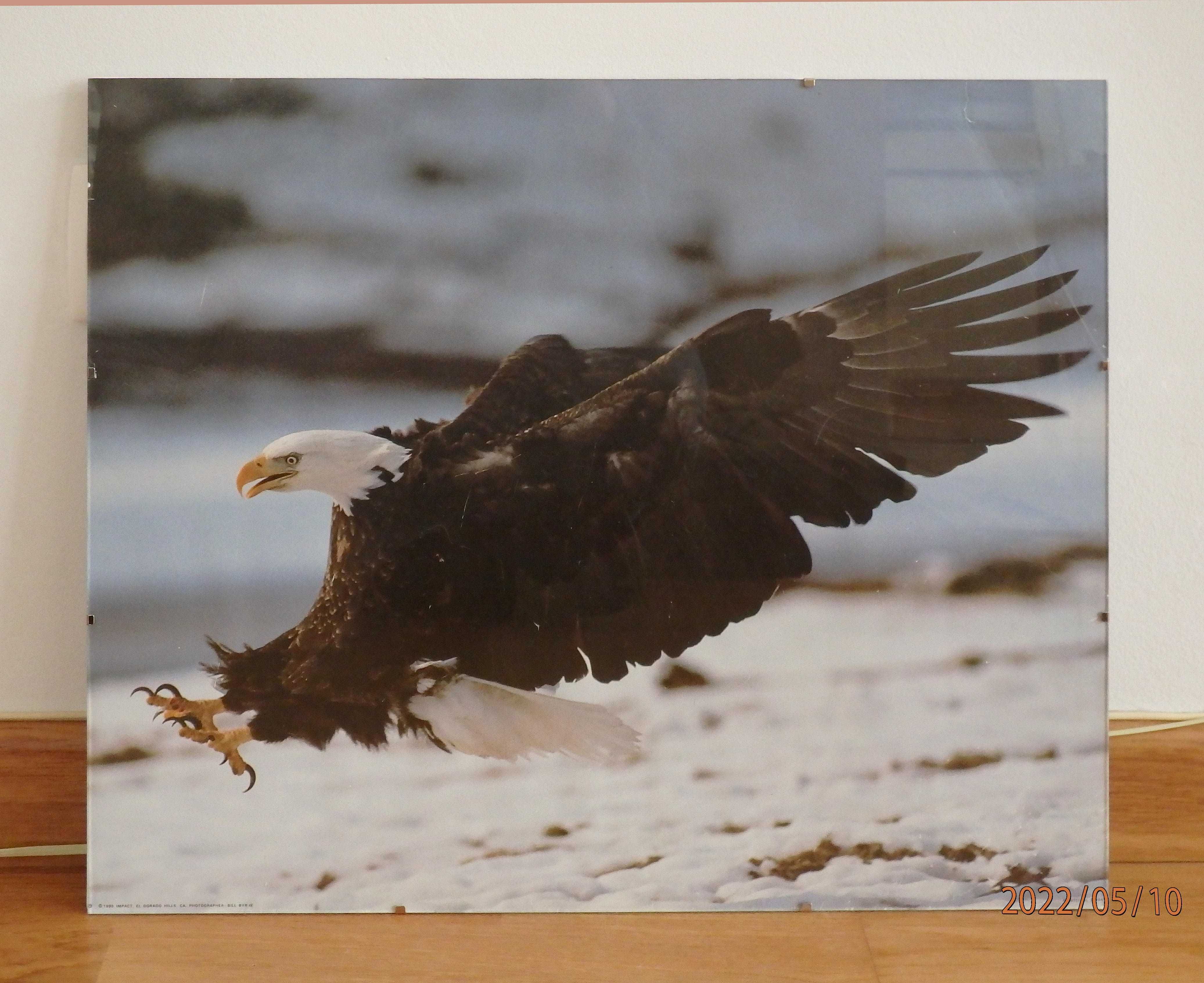 Cartazes com imagens de animais fofos.