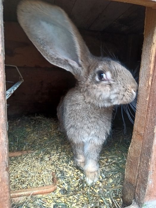 Króliki olbrzym belgijski
