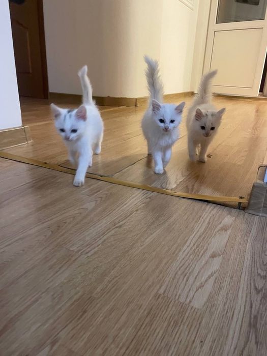 Котенята в добрі руки