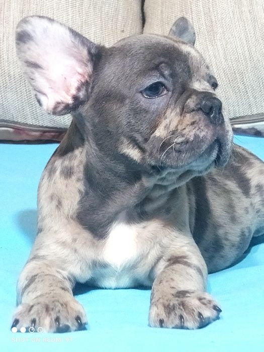 Малыши французы.