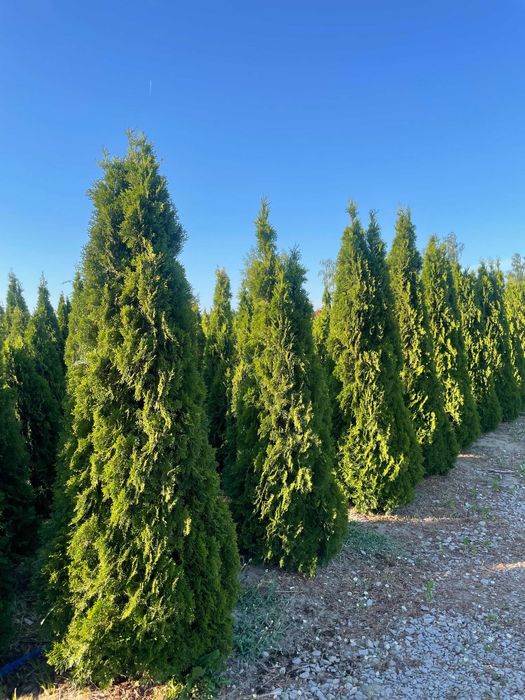Duże tuje Szmaragd 270cm. Tuje na żywopłot