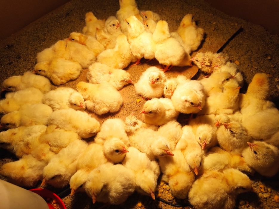 Jaja jajka lęgowe leghorn