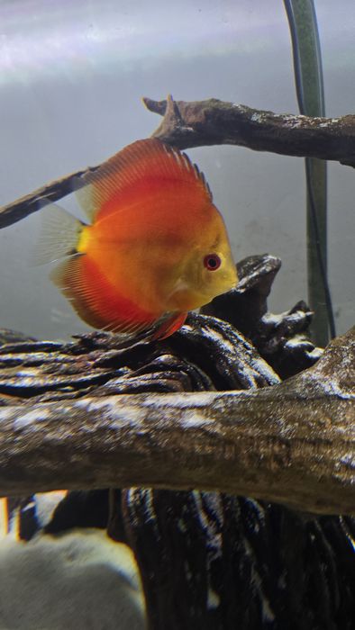 Vendo discus em Setúbal