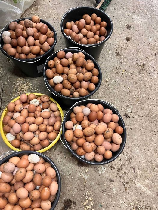 Kury nioski młode z wolnego wybiegu z pierwszym jajkiem ! ZAPRASZAM