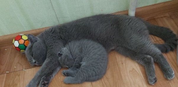 Британські чистокровні котята