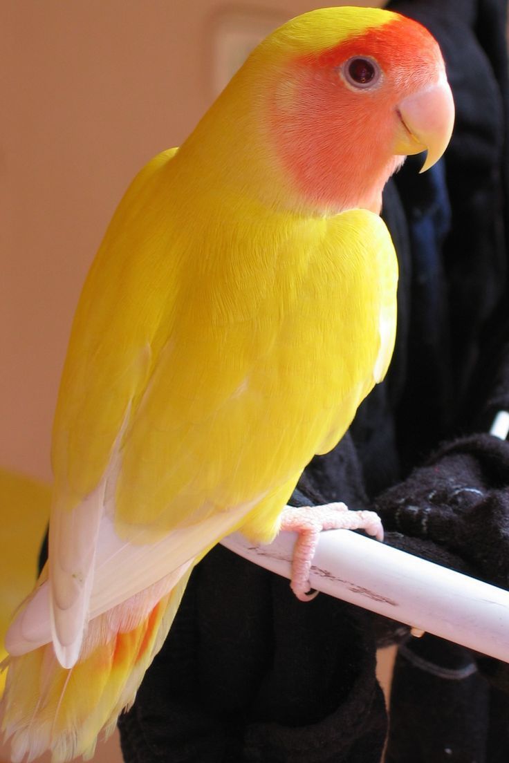 Vendo agapornis roseicollis