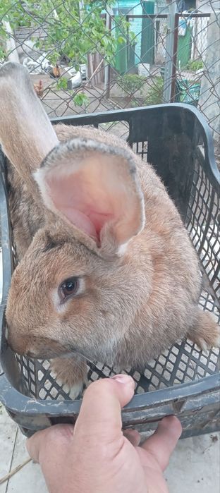 Продам  кроликів