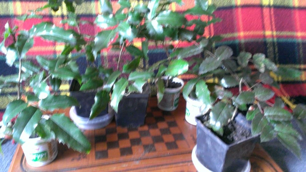 Магонія падуболистна (Mahonia aquifolium [Nutt.]) – вічнозелена кущов