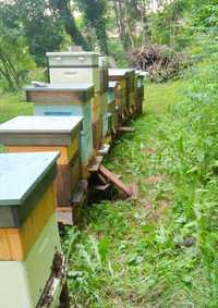 Rodziny pszczele, pszczoły, odkłady, roje.