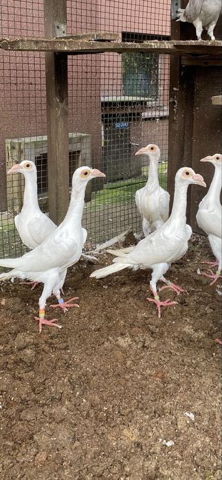 Gołębie kariery białe