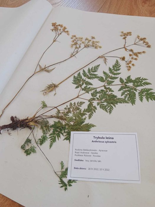 30 gat wszystko do wyboru zielnik 2025 z opisami nienaklejony