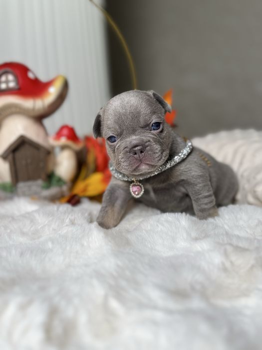 Buldog francuski sunia lilac tan