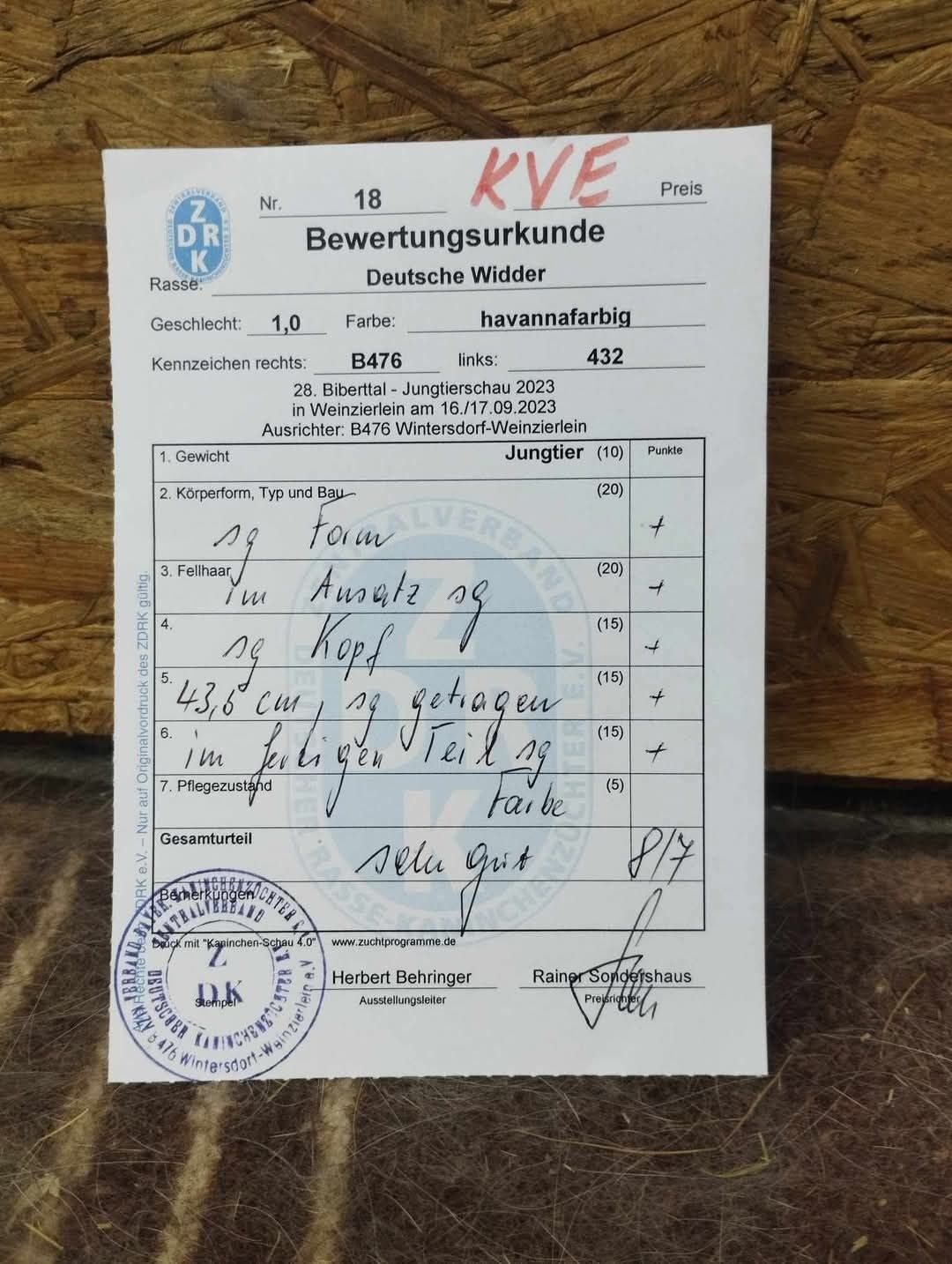 Baran francuski Hawana z Niemiec