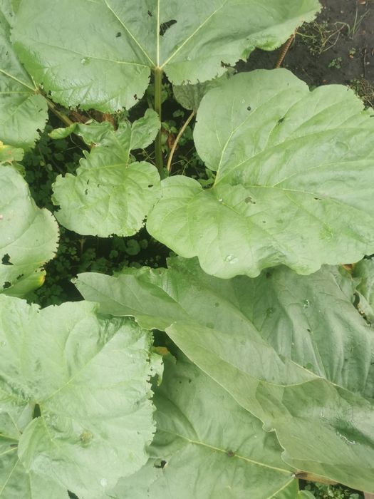 Ревень куст. Ревінь саджанець