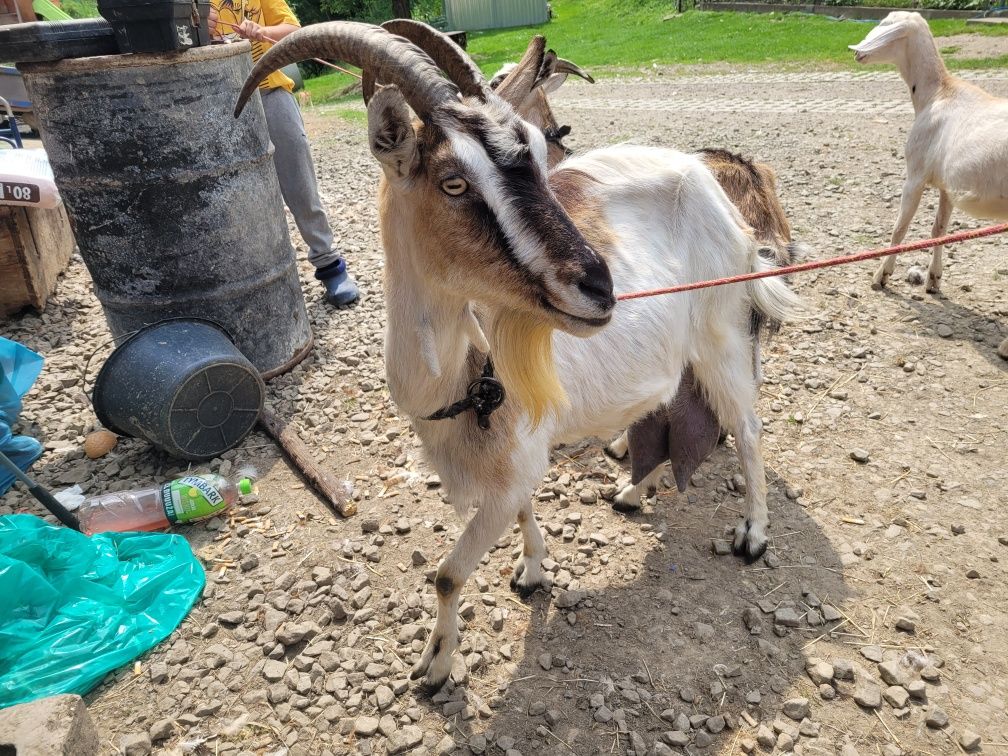 Kozę z mlekiem sprzedam