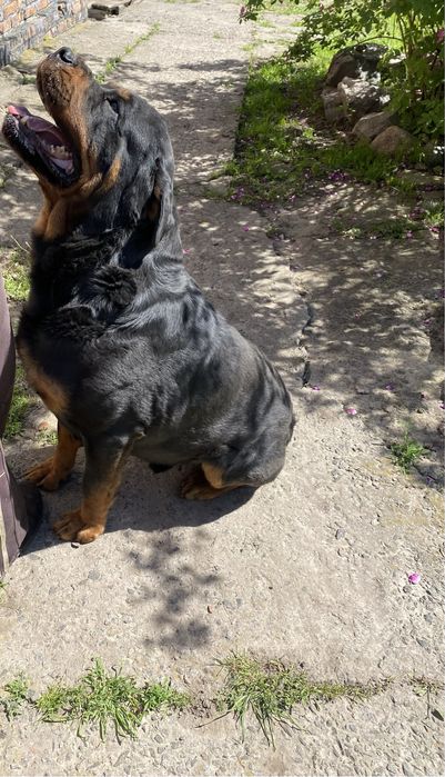 Шукає наречену Ротвейлер