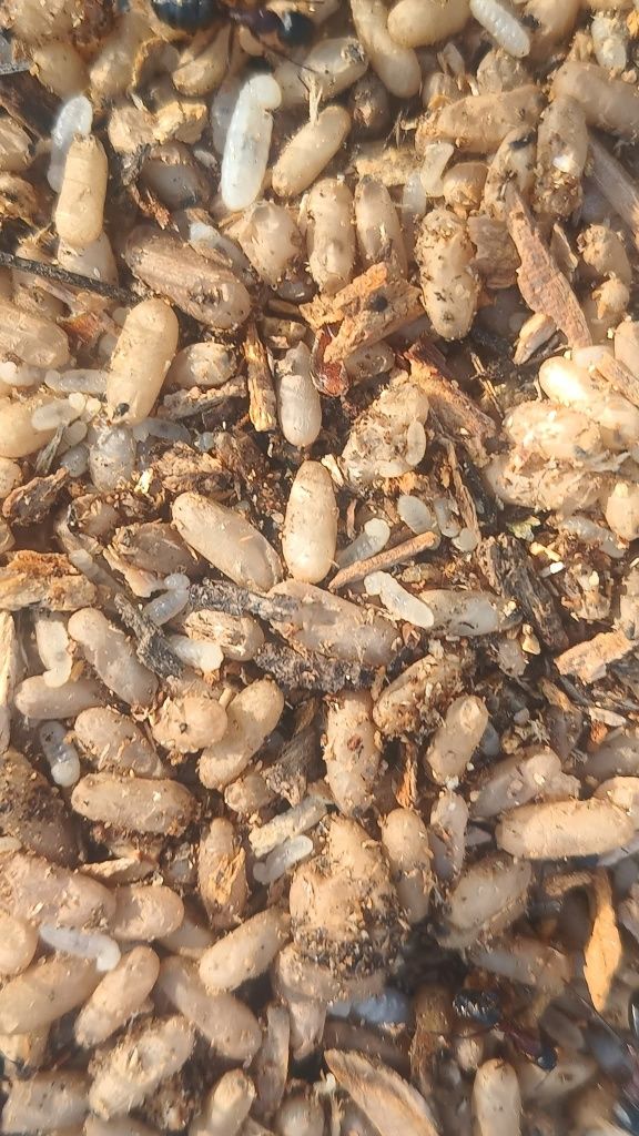 50 sztuk poczwarek camponotus ligniperda