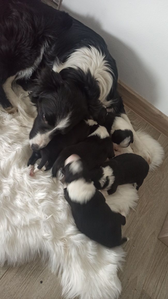 Szczeniak Border Collie