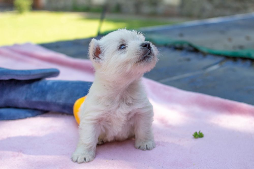 West highland white terrier