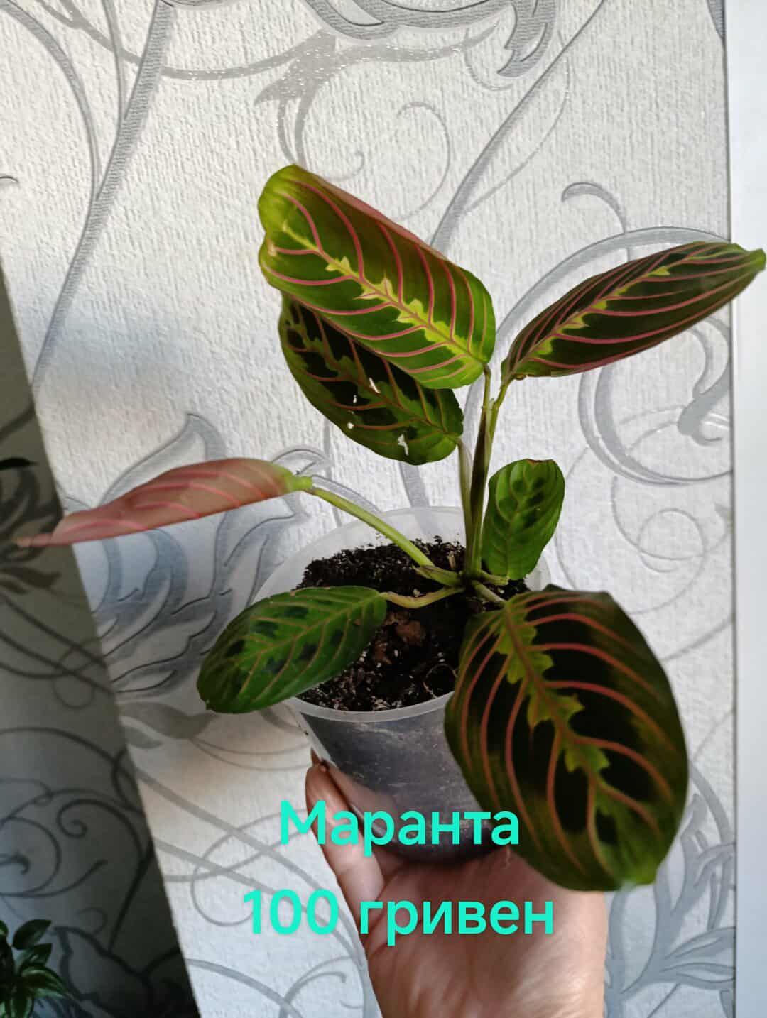Комнатные растения