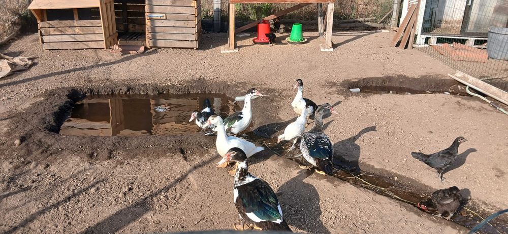 Patos mudos vários tamanhos