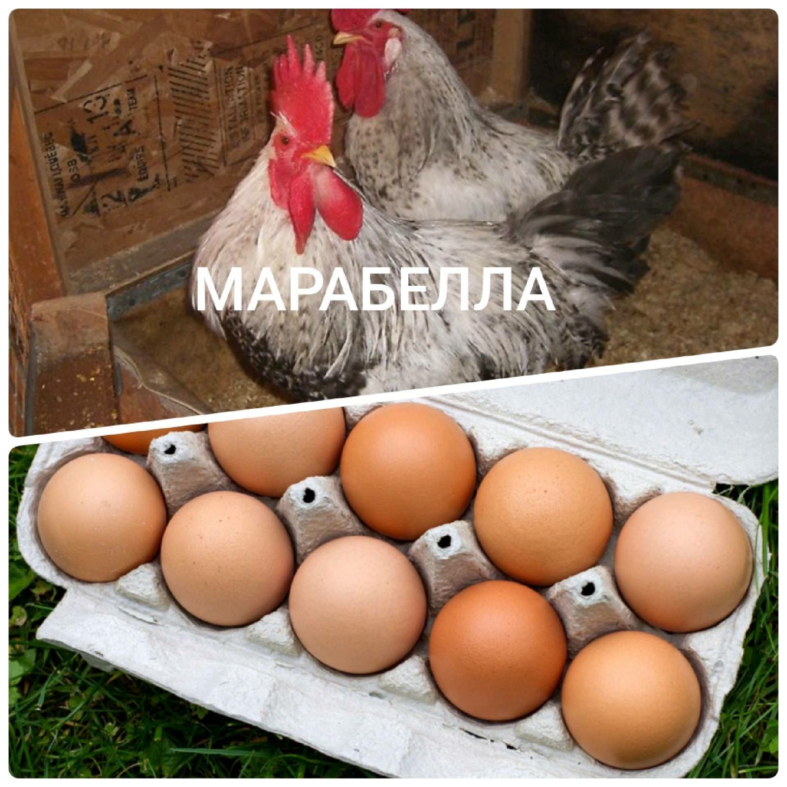 Інкубаційне яйце курей Марабелла