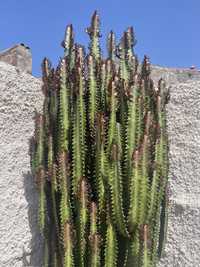 Euphorbia Trigona Rubra