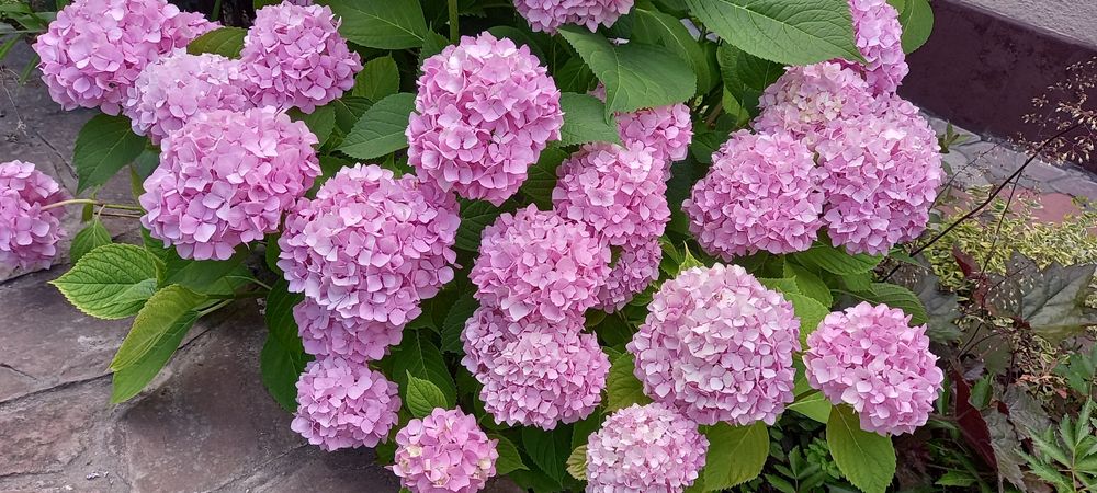 Хаутюнія кампсис ліана Гортензія  хоста бадан заячі вушка аконіт м'ята