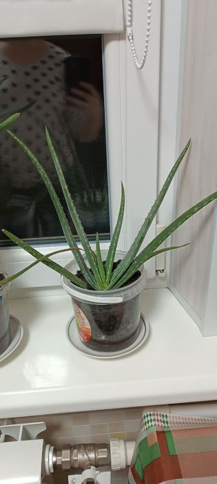 Алое рослина кімнатна