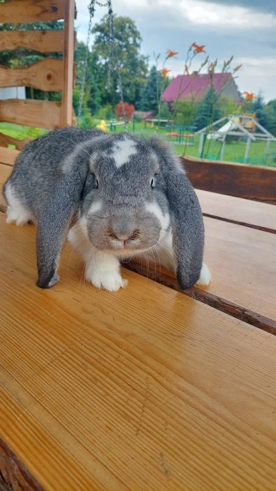 Samiec baran francuski szynszylowy srokacz